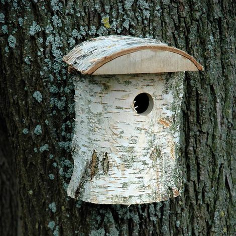 dobar naturbelassener Nistkasten aus Birkenholz