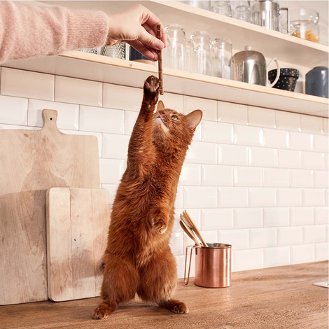 GimCat Kitten Sticks Truthahn