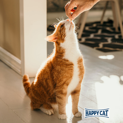 Happy Cat Culinary Crunchy Snack See-Kabeljau