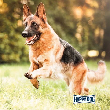 Happy Dog Supreme fit & vital Sport