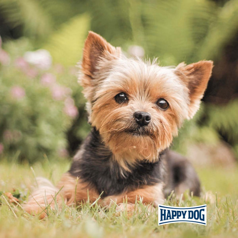 Happy Dog Mini Baby & Junior