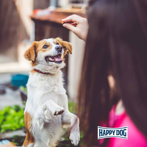 Happy Dog SoftSnack France