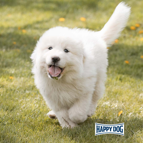 Happy Dog Supreme Junior Giant Lamb & Rice 15kg