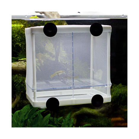 Hobby Ablaichbehälter Nido 3.1