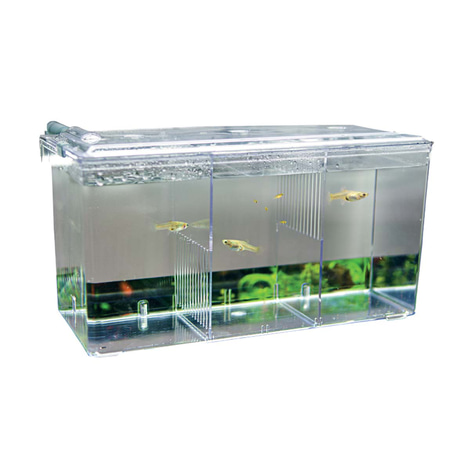Hobby Ablaichbehälter Nido 5 26 x 14 x 13 cm