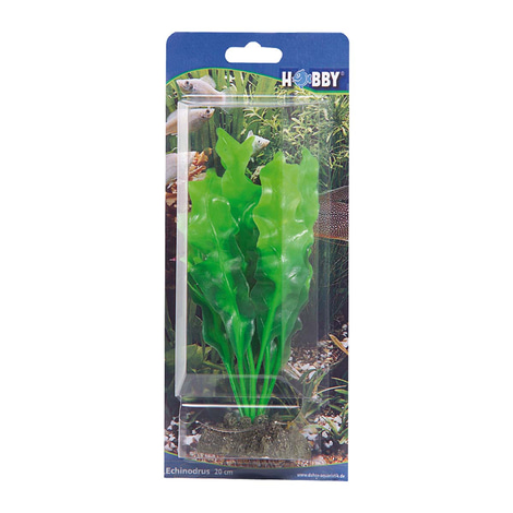 Hobby Aquariumdekoration Echinodrus 20 cm