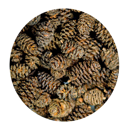 Hobby Erlenzäpfchen Alder Cones 50 Stk
