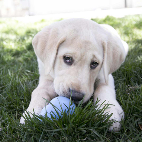 KONG Puppy M