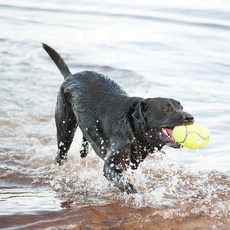 KONG AirDog Squeaker Dumbbell