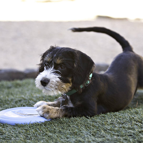 KONG Puppy Flyer Frisbee S