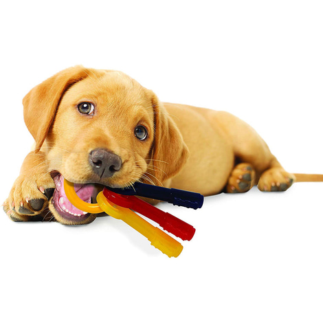 Nylabone Puppy Welpen Beißring Schlüsselbund Speck-Geschmack
