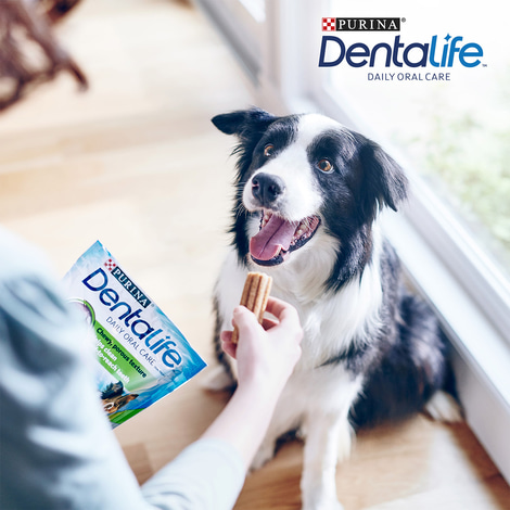 PURINA DENTALIFE Tägliche Zahnpflege-Snacks für mittelgroße Hunde