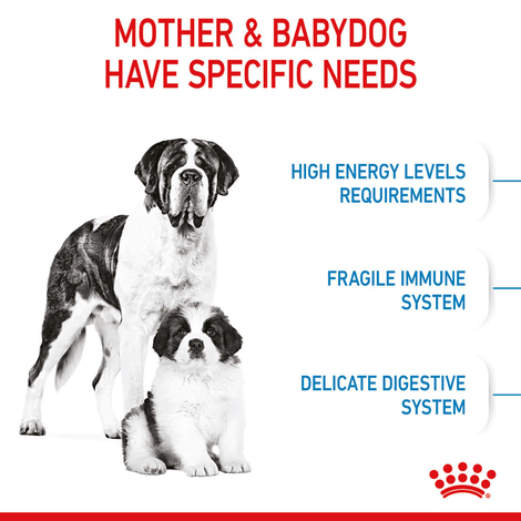 ROYAL CANIN GIANT Starter für tragende Hündin und Welpen sehr großer Rassen