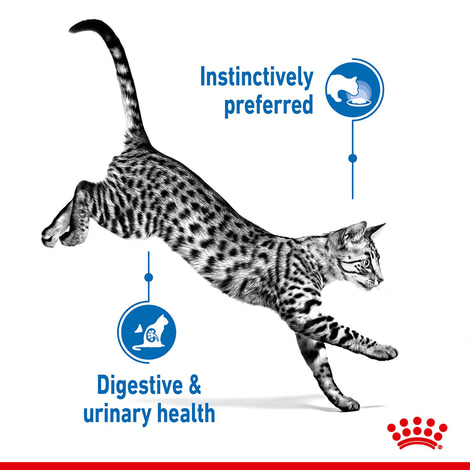 ROYAL CANIN INDOOR Sterilised in Gelee Nassfutter für Wohnungskatzen