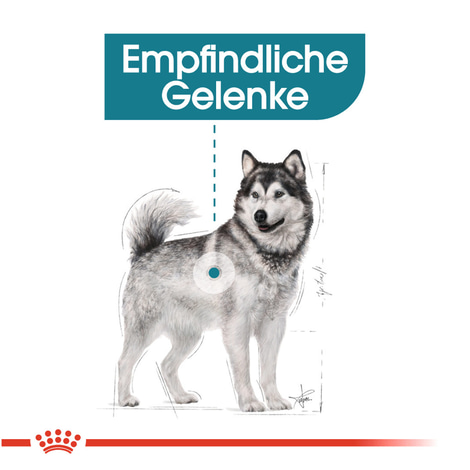 ROYAL CANIN JOINT CARE MAXI Trockenfutter für große Hunde mit empfindlichen Gelenken