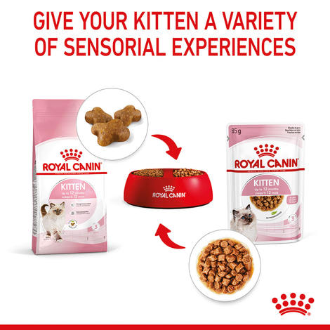 ROYAL CANIN KITTEN Nassfutter in Soße für Kätzchen