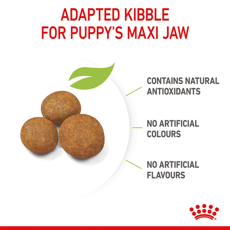 ROYAL CANIN MAXI Puppy Trockenfutter für Welpen großer Rassen