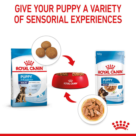 ROYAL CANIN MAXI PUPPY Welpenfutter nass für große Hunde