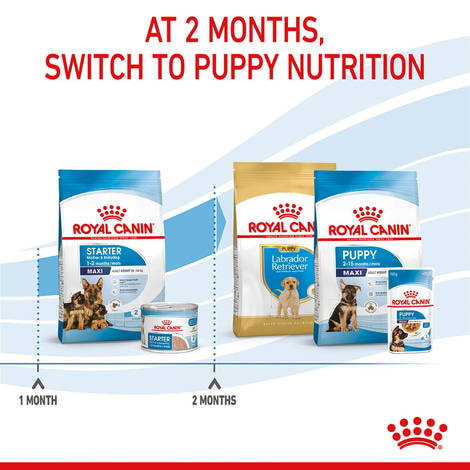 ROYAL CANIN MAXI Starter für tragende Hündin und Welpen großer Rassen