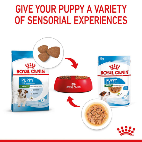 ROYAL CANIN Mini Puppy Welpenfutter Nass für kleine Hunde