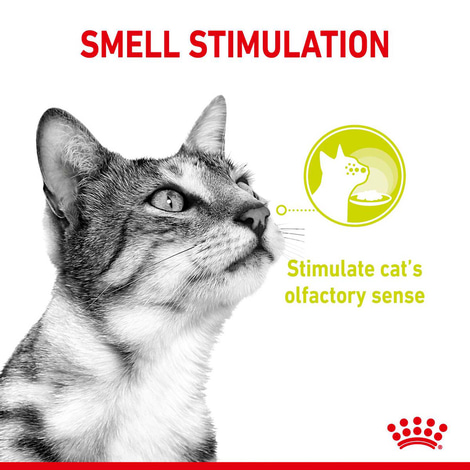 Royal Canin Sensory Smell Gravy