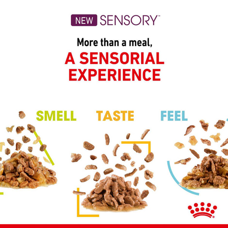 Royal Canin Sensory Smell Gravy