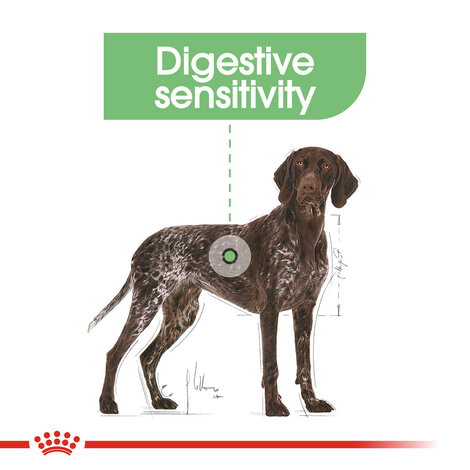 ROYAL CANIN DIGESTIVE CARE MAXI Trockenfutter für große Hunde mit empfindlicher Verdauung