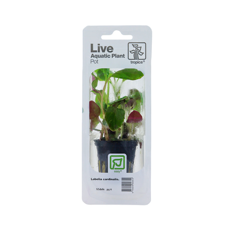 Tropica Aquariumpflanze Lobelia cardinalis
