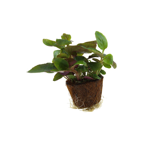 Tropica Aquariumpflanze Lobelia cardinalis