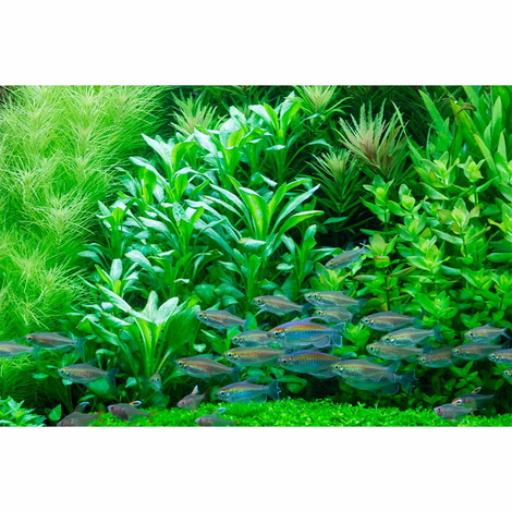 Tropica Aquariumpflanze Lobelia cardinalis