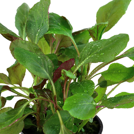 Tropica Aquariumpflanze Lobelia cardinalis