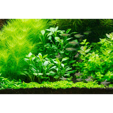 Tropica Aquariumpflanze Lobelia cardinalis