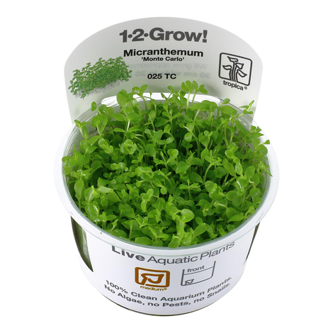 Tropica Aquariumpflanze Micranthemum tweediei 'Monte Carlo'