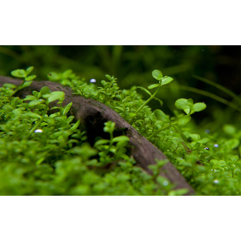 Tropica Aquariumpflanze Micranthemum tweediei 'Monte Carlo'