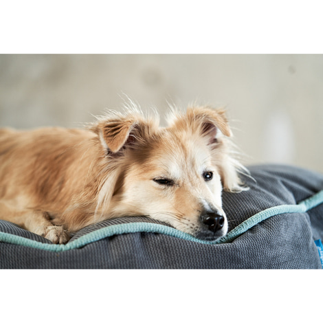 ZooRoyal Hundekissen Elias Anthrazit