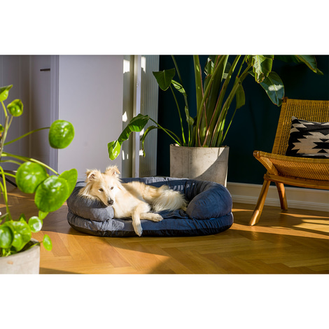 ZooRoyal Orthopädisches Hundebett Lasse
