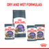 ROYAL CANIN APPETITE CONTROL CARE Nassfutter in Gelee für erwachsene Katzen