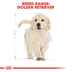 ROYAL CANIN Golden Retriever Puppy Welpenfutter trocken
