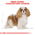 ROYAL CANIN Cavalier King Charles Adult Hundefutter trocken