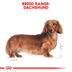 ROYAL CANIN Dachshund Adult Hundefutter trocken für Dackel