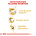 ROYAL CANIN Dachshund Adult Hundefutter nass für Dackel 12x85g