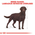 ROYAL CANIN Labrador Retriever Adult Sterilised Trockenfutter für kastrierte Hunde
