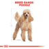 ROYAL CANIN Poodle Adult Hundefutter trocken für Pudel
