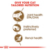 ROYAL CANIN AGEING 12+ für Katzen