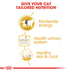 ROYAL CANIN British Shorthair Adult Katzenfutter nass für Britisch Kurzhaar