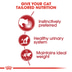 ROYAL CANIN INSTINCTIVE Katzenfutter nass in Gelee