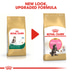 ROYAL CANIN Maine Coon Trockenfutter für Kätzchen