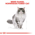 ROYAL CANIN Norwegian Forest Cat Adult Trockenfutter für Norwegische Waldkatzen