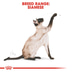 ROYAL CANIN Siamese Adult Katzenfutter trocken