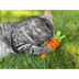Aumüller Katzenspielkissen Karotte mit Baldrian